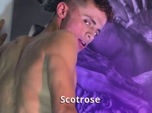 Scotrose